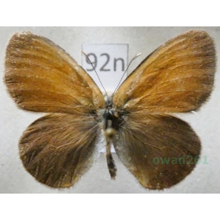 Coenonympha glycerion (Borkhausen, 1788) male Strzępotek glicerion Czech92n